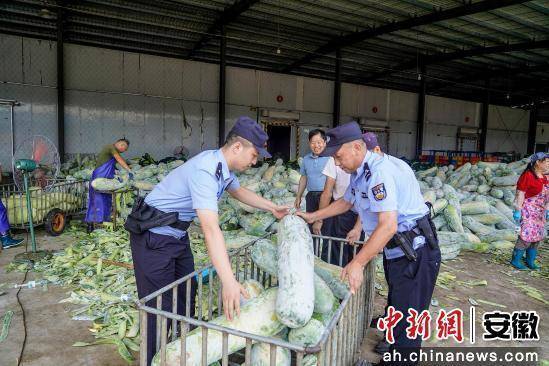 宿松公安：驻点警务守护万亩冬瓜丰收